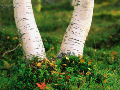 Birch Trees In A Field, Dalarna, Sweden by Berndt-Joel Gunnarsson Pricing Limited Edition Print image
