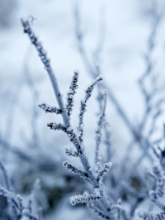 Snow Covered Tree Branch by Atli Mar Pricing Limited Edition Print image