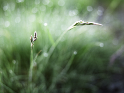 Grass by Atli Mar Pricing Limited Edition Print image