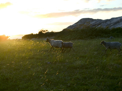 Three Sheep In A Field by Carl Swensson Pricing Limited Edition Print image