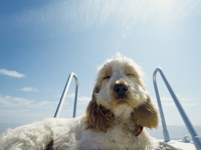 A Dog Relaxing On A Lake by Christer Lundin Pricing Limited Edition Print image