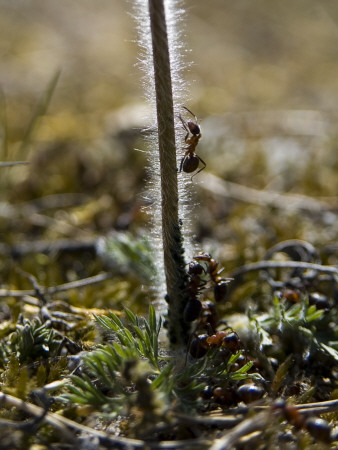 Colony Of Ants Climbing A Stem Of A Flower by Helena Bergengren Pricing Limited Edition Print image