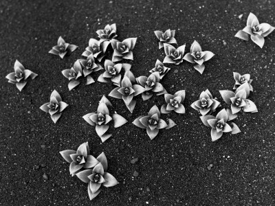 High Angle View Of Plants On The Sand by Herman Meisner Pricing Limited Edition Print image