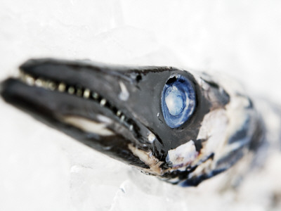 Close Up Of A Black Scabbard Fish by Gunnar Svanberg Skulasson Pricing Limited Edition Print image