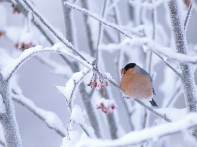 A Bullfinch (Pyrrhula Pyrrhula) In Winter by Hannu Hautala Pricing Limited Edition Print image