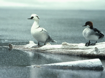 A Pair Of Smews (Mergellus Albellus) by Hannu Hautala Pricing Limited Edition Print image