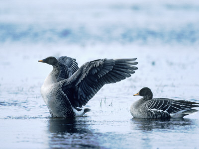 Two Geese On Water by Hannu Hautala Pricing Limited Edition Print image