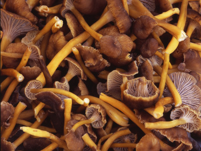 Close-Up Of Chanterelles Mushrooms by Jorgen Larsson Pricing Limited Edition Print image