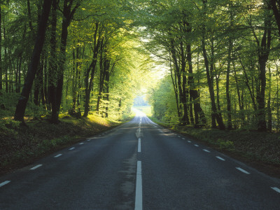 Trees Along A Road, Skane, Sweden by Jorgen Larsson Pricing Limited Edition Print image