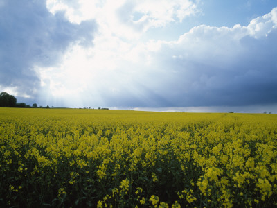 Rapeseed Field, Skane In Sweden by Jorgen Larsson Pricing Limited Edition Print image