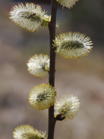 Close-Up Of A Wildflower Plant by Jorgen Larsson Pricing Limited Edition Print image