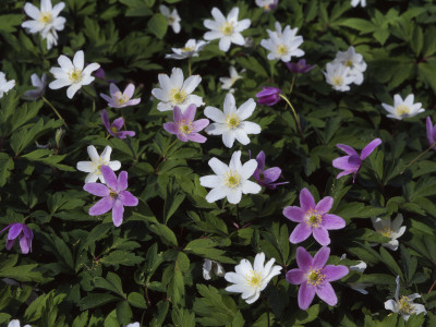 High Angle View Of Wildflowers by Jorgen Larsson Pricing Limited Edition Print image