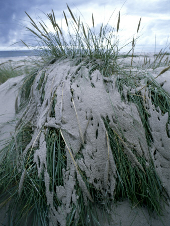 Wet Sand Adhered To The Grass by Lars Astrom Pricing Limited Edition Print image