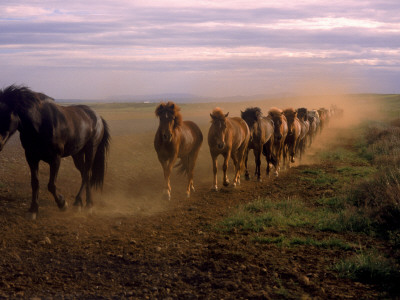 Icelandic Horses Running In A Line by Larus Karl Ingasson Pricing Limited Edition Print image