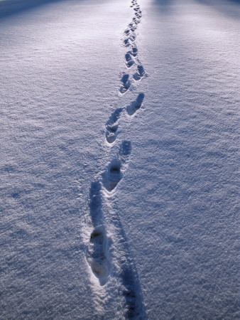 Footprints On Snow by Kim Naylor Pricing Limited Edition Print image