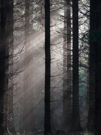 Sunbeams Passing Through Trees In A Forest by Lasse Pettersson Pricing Limited Edition Print image