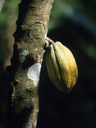 A Fruit On A Tree by Kim Naylor Pricing Limited Edition Print image