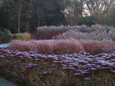 Cornus, Grasses And Sedum 'Autumn Joy' In Frost, Winter, Designer: Duncan Heather by Clive Nichols Pricing Limited Edition Print image