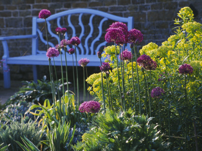 Pettifers, Oxfordshire - Allium 'Purple Sensation' And Euphorbia Palustris In Front Of Blue Bench by Clive Nichols Pricing Limited Edition Print image