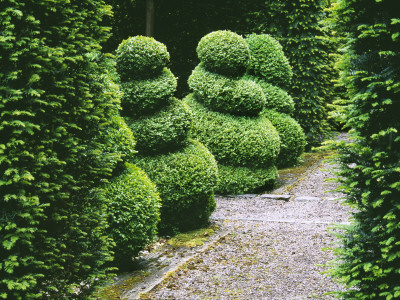 Yew Hedges And Box Spirals, Designer: Tony Ridler by Clive Nichols Pricing Limited Edition Print image