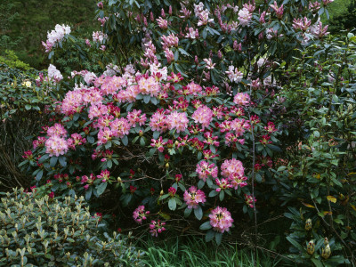 Dunge Valley Hidden Gardens, Cheshire - Pink Rhododendrons In The Woodland by Clive Nichols Pricing Limited Edition Print image