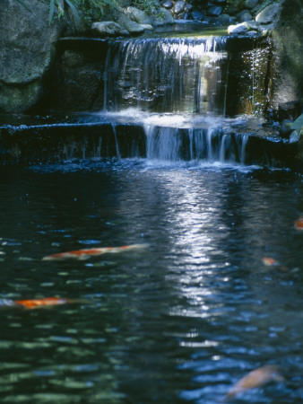 Koi Pond And Waterfall, Designers: Ilga Jansons And Mike Dryfoos by Clive Nichols Pricing Limited Edition Print image