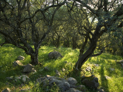Corfu, Greece - Olive Trees In The Countryside Of Corfu by Clive Nichols Pricing Limited Edition Print image