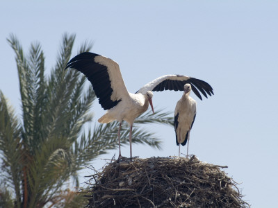 El Badi Palace, Marrakech, 1578, Stork's Nest by Natalie Tepper Pricing Limited Edition Print image