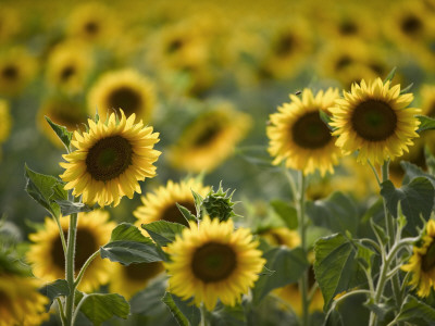 Sunflowers by Ralph Richter Pricing Limited Edition Print image
