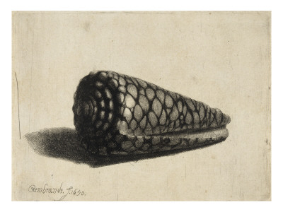 La Coquille (Cône Marbré) ; 1Er État by Rembrandt Van Rijn Pricing Limited Edition Print image