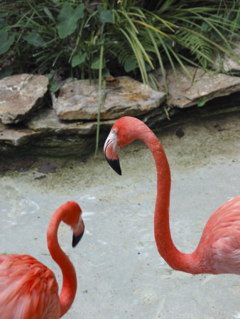 Pink Flamingoes, Silver Springs Nature Theme Park, Florida, Usa by Lisa S. Engelbrecht Pricing Limited Edition Print image