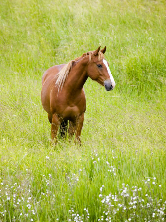 Horse In Spring Field, Palouse Country, Washington, Usa by Terry Eggers Pricing Limited Edition Print image