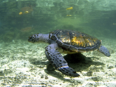 Green Sea Turtle, Savaii Island, Western Samoa by Michael Defreitas Pricing Limited Edition Print image