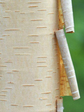 Peeling Bark On Paper Birch Tree, Quebec, Canada by Gilles Delisle Pricing Limited Edition Print image