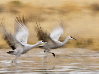 Sandhill Cranes, Bosque Del Apache National Wildlife Refuge, Rio Grande, New Mexico, Usa by Larry Ditto Pricing Limited Edition Print image