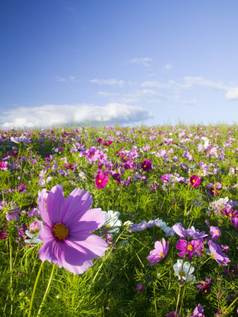 Cosmos Growing On Hillside, Willamette Valley, Oregon, Usa by Terry Eggers Pricing Limited Edition Print image