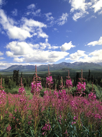 Chugach Mountains, Alaska, Usa by Michael Defreitas Pricing Limited Edition Print image