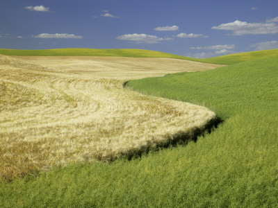 S-Pattern Through Wheat And Canola Crops, Colfax, Washington, Usa by Terry Eggers Pricing Limited Edition Print image