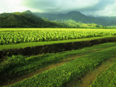 Lush Valley Of Taro Fields, Kauai Hawaii, Usa by Jerry Ginsberg Pricing Limited Edition Print image