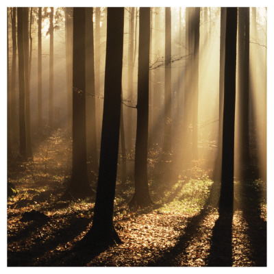 Sunlight And Trees Ii by Les Biscor Pricing Limited Edition Print image