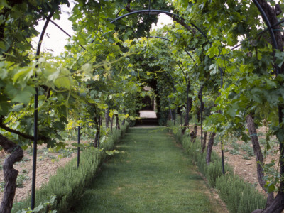 Grape Arbor, Siena by Eloise Patrick Pricing Limited Edition Print image