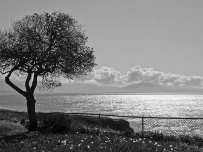 Silhouetted Tree, Shoreline Park, Santa Barbara by Eloise Patrick Pricing Limited Edition Print image