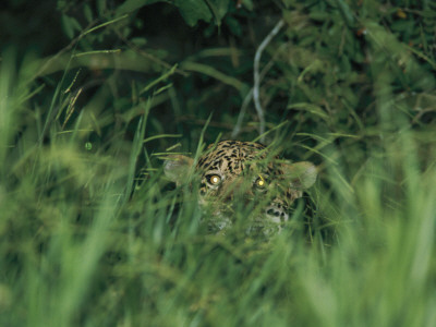 A Jaguar Peeks Out From The Foliage by Steve Winter Pricing Limited Edition Print image