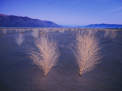 Tumbleweeds Glow At Twilight Near The Former Owens Lake by Phil Schermeister Pricing Limited Edition Print image