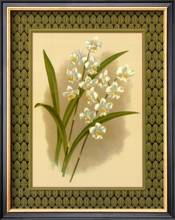 Classic Orchids Iv by Tara Wilde Pricing Limited Edition Print image