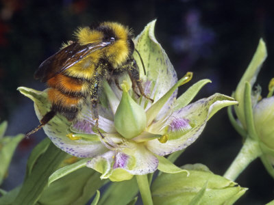 Close-Up Of Bumblee Gathering Pollen From A Swertia Radiata Flower by Stephen Sharnoff Pricing Limited Edition Print image