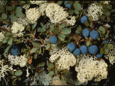 Lichen, Cladina Stelaris, Favorite Food Of Caribou And Reindeer by Sharnoff & Duran Pricing Limited Edition Print image