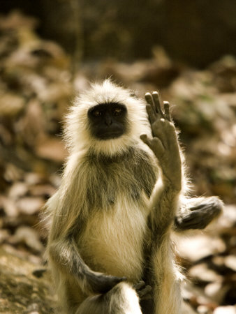 Common Langur Monkey(Presbytis Entellus) by Beverly Joubert Pricing Limited Edition Print image