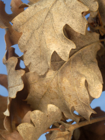 Dead Oak Leaves In Winter Make A Pattern Against A Blue Sky by Stephen Sharnoff Pricing Limited Edition Print image