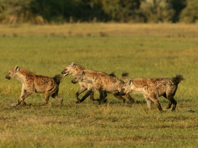 Pack Of Running Spotted Hyena (Crocuta Crocuta) by Beverly Joubert Pricing Limited Edition Print image